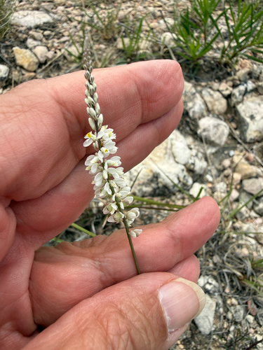 white milkwort (Senega alba)