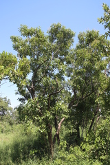 Pterocarpus rotundifolius image