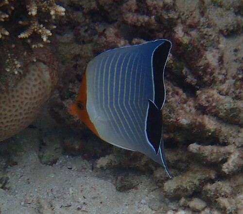 Orangeface Butterflyfish — seen at this dive site