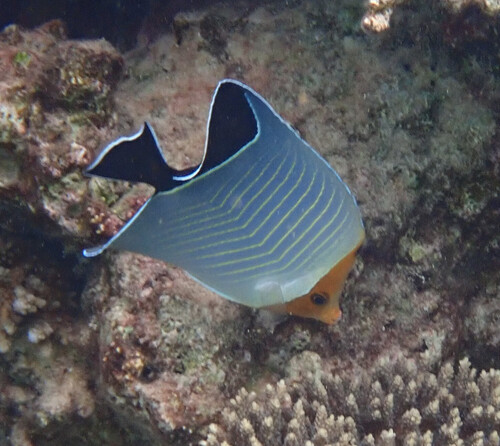 Photo of Masked Butterflyfish (Chaetodon larvatus)