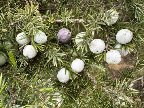 large-fruited juniper (Juniperus macrocarpa)