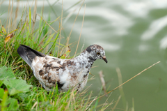 Columba livia domestica