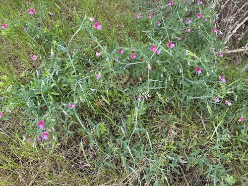 Cicercha Purpurina (Lathyrus clymenum)