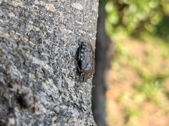 Rhaphigaster nebulosa