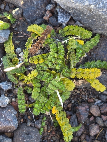 Kopoti (Anisotome aromatica)