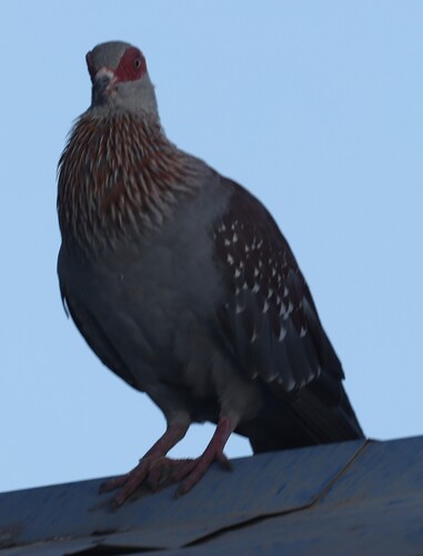 Speckled Pigeon