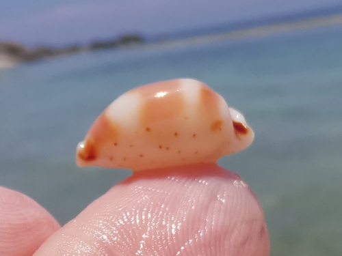 ホンサバダカラ
