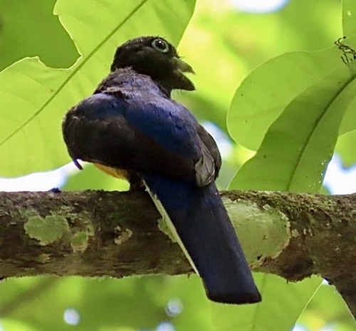 White-tailed Trogon (Trogon chionurus), photo 5