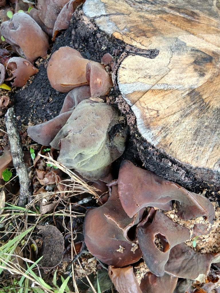 Auricularia cornea · April 2026 · photo: © mphnz (iNaturalist, cc0)