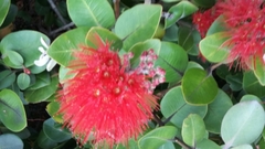 Metrosideros collina