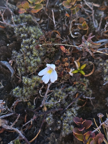 North Island eyebright (Euphrasia cuneata)