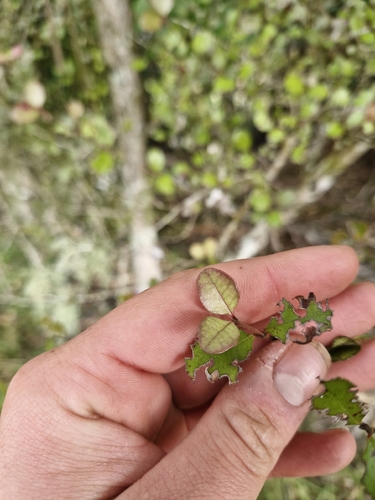 Lophomyrtus × ralphii, photograph 6