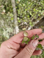 Lophomyrtus × ralphii, photograph (c) Irisa Hudson, some rights reserved (CC BY)