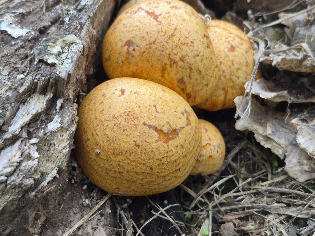 Gymnopilus junonius · April 2026 · photo: © prosperosity (iNaturalist, cc-by)