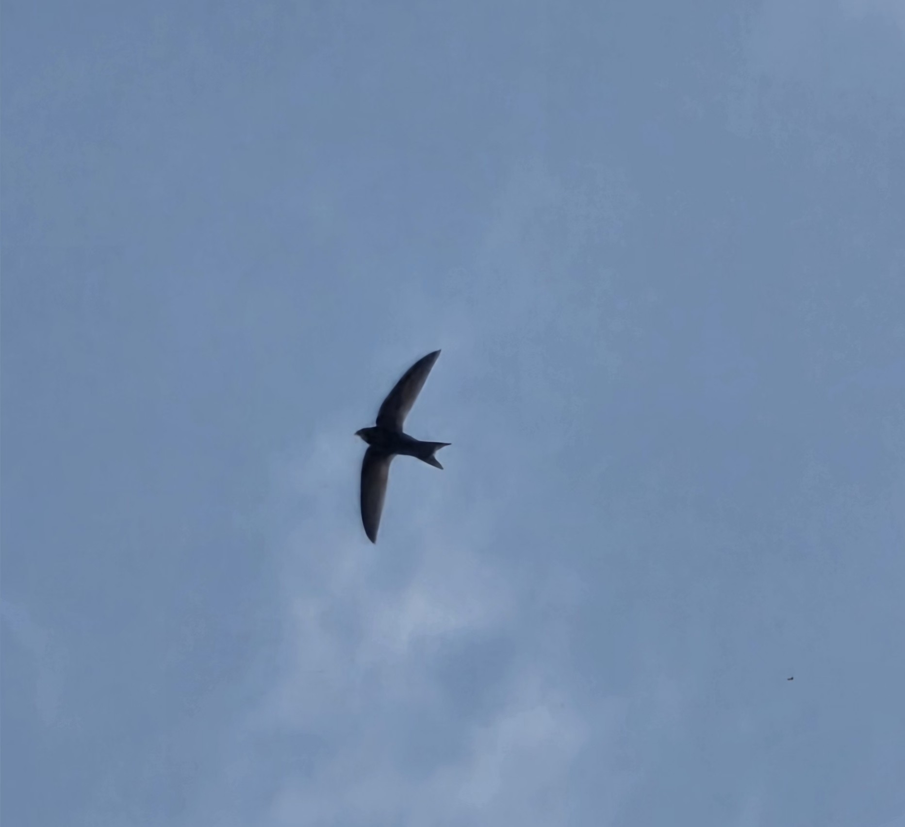 Apus apus (Linnaeus, 1758)