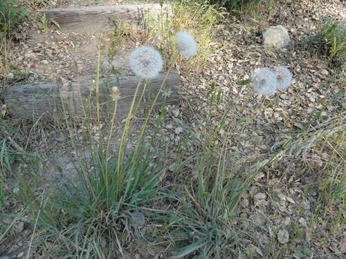 iNaturalist observation photo of bigflower agoseris