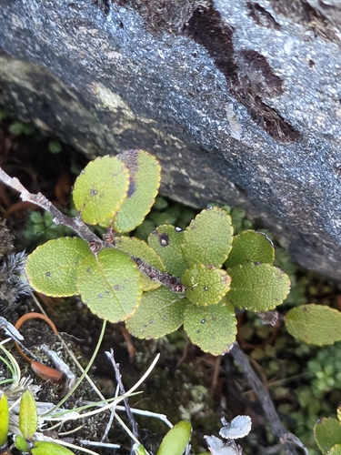mountain snowberry (Gaultheria colensoi)