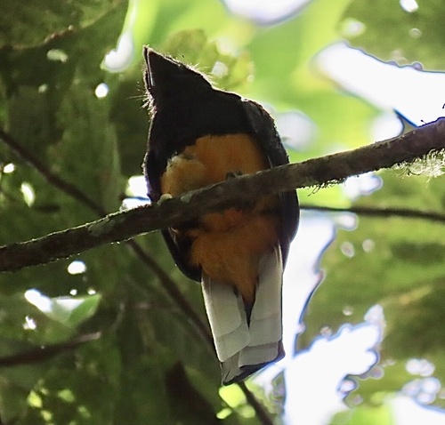 White-tailed Trogon (Trogon chionurus), photo 4
