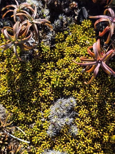 yellow cushionplant (Phyllachne colensoi)