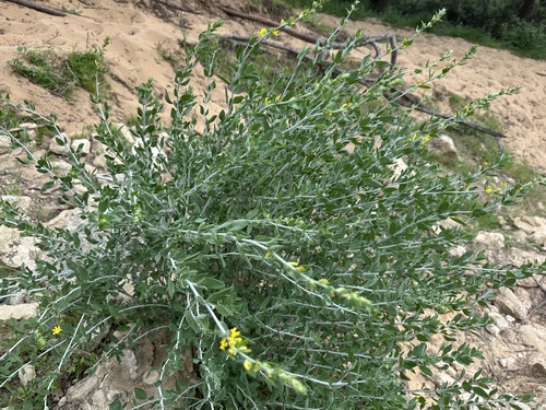 Albaida (Anthyllis cytisoides)