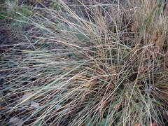 Helictotrichon sempervirens