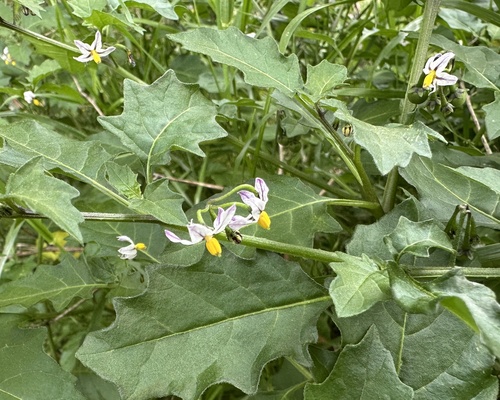 Hairy Nightshade (Solanum villosum)