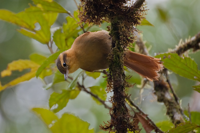 Ochre-breasted Foliage-gleaner photo