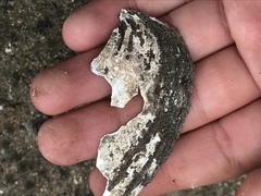 Unionoidea