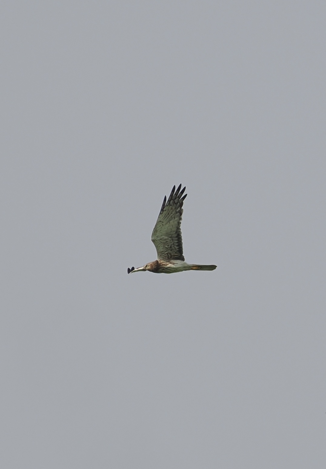 Pied Harrier (Circus melanoleucos), photo 5
