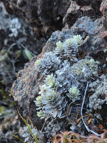 North Island Edelweiss (Leucogenes leontopodium)