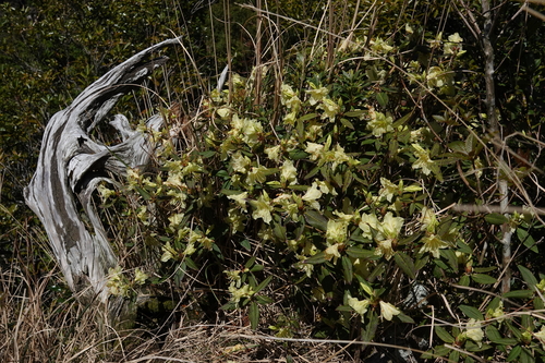Rhododendron keiskei iNat (2)