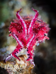 Sepia bandensis
