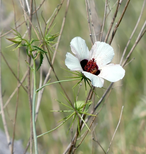 Riverine hibisvus (Hibiscus caesius)