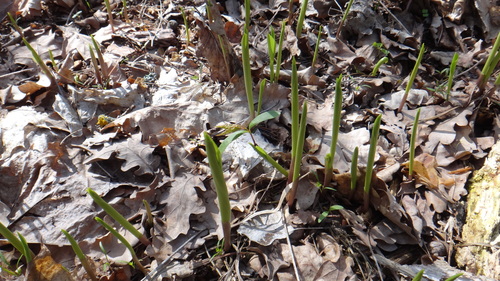 European lily of the valley (Convallaria majalis)