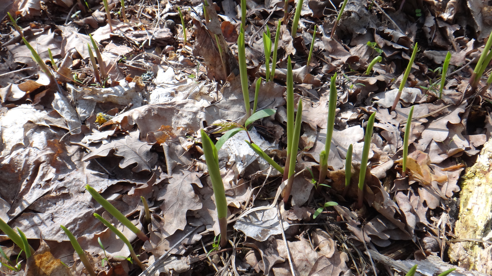 European Lily Of The Valley (Convallaria majalis)