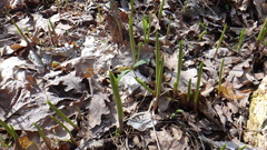European Lily Of The Valley (Convallaria majalis)