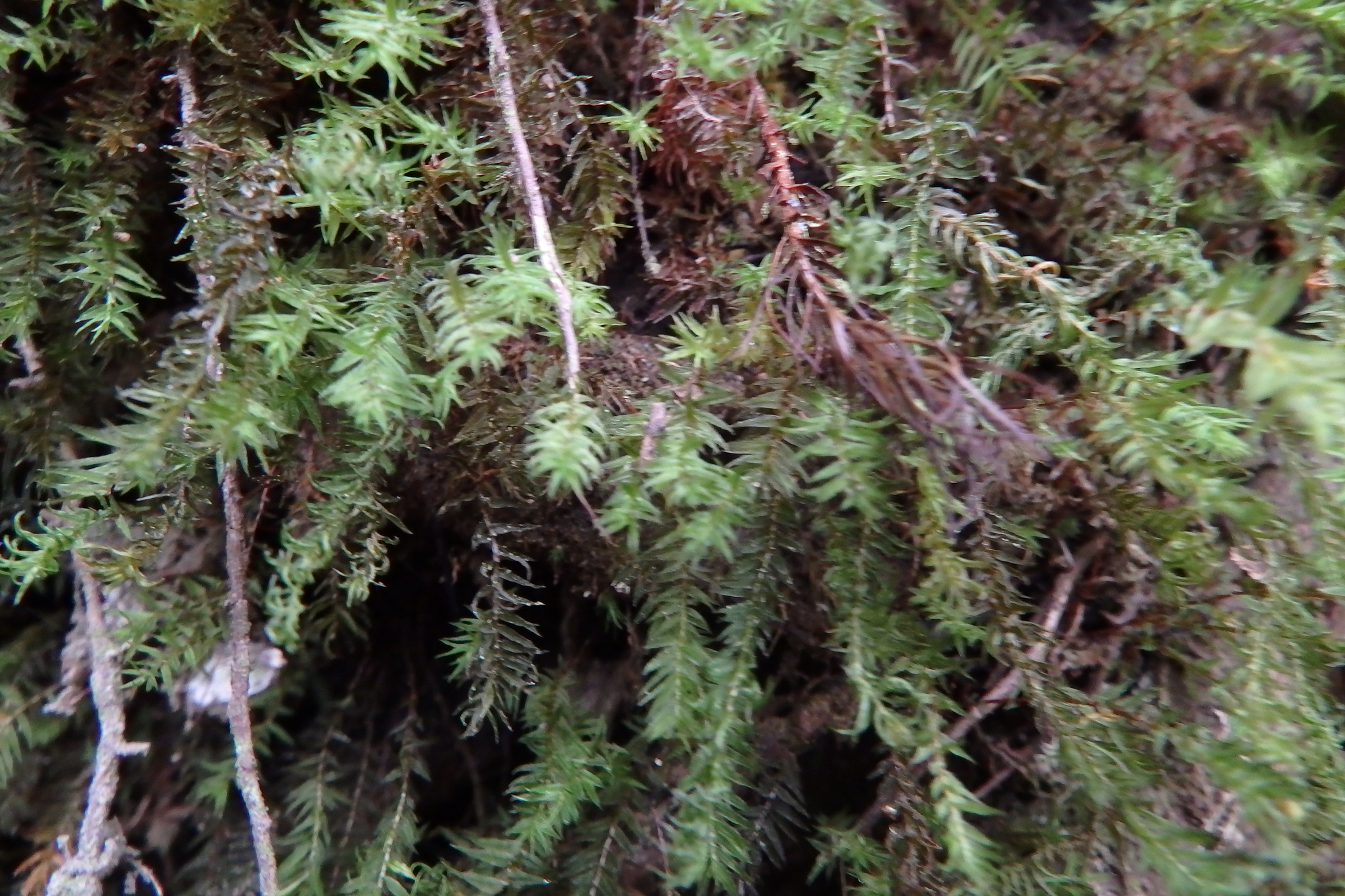 Bartramiopsis