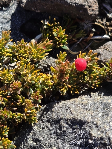 carpet heath (Pentachondra pumila)