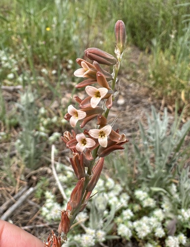 Dipcadi serotinum