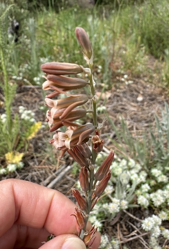 Dipcadi serotinum