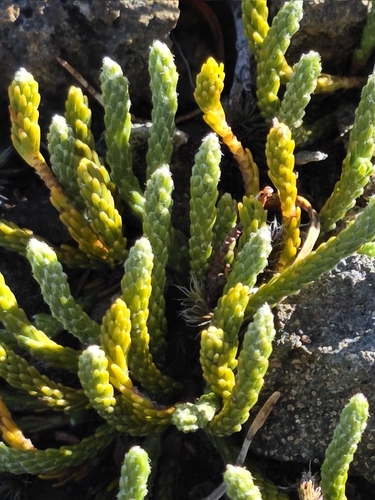 alpine kelleria (Kelleria dieffenbachii)