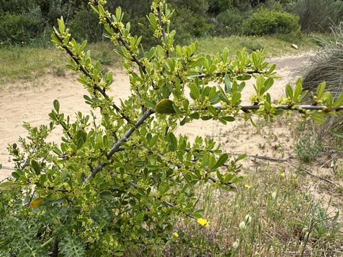 Olive Buckthorn (Rhamnus oleoides)