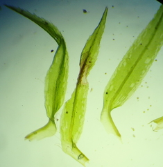 Bartramiopsis lescurii