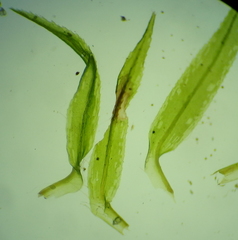 Bartramiopsis lescurii