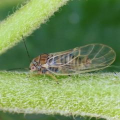 Cacopsylla curta