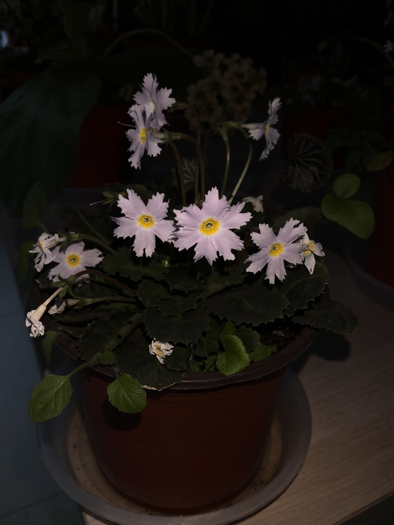 Primula fenghwaiana