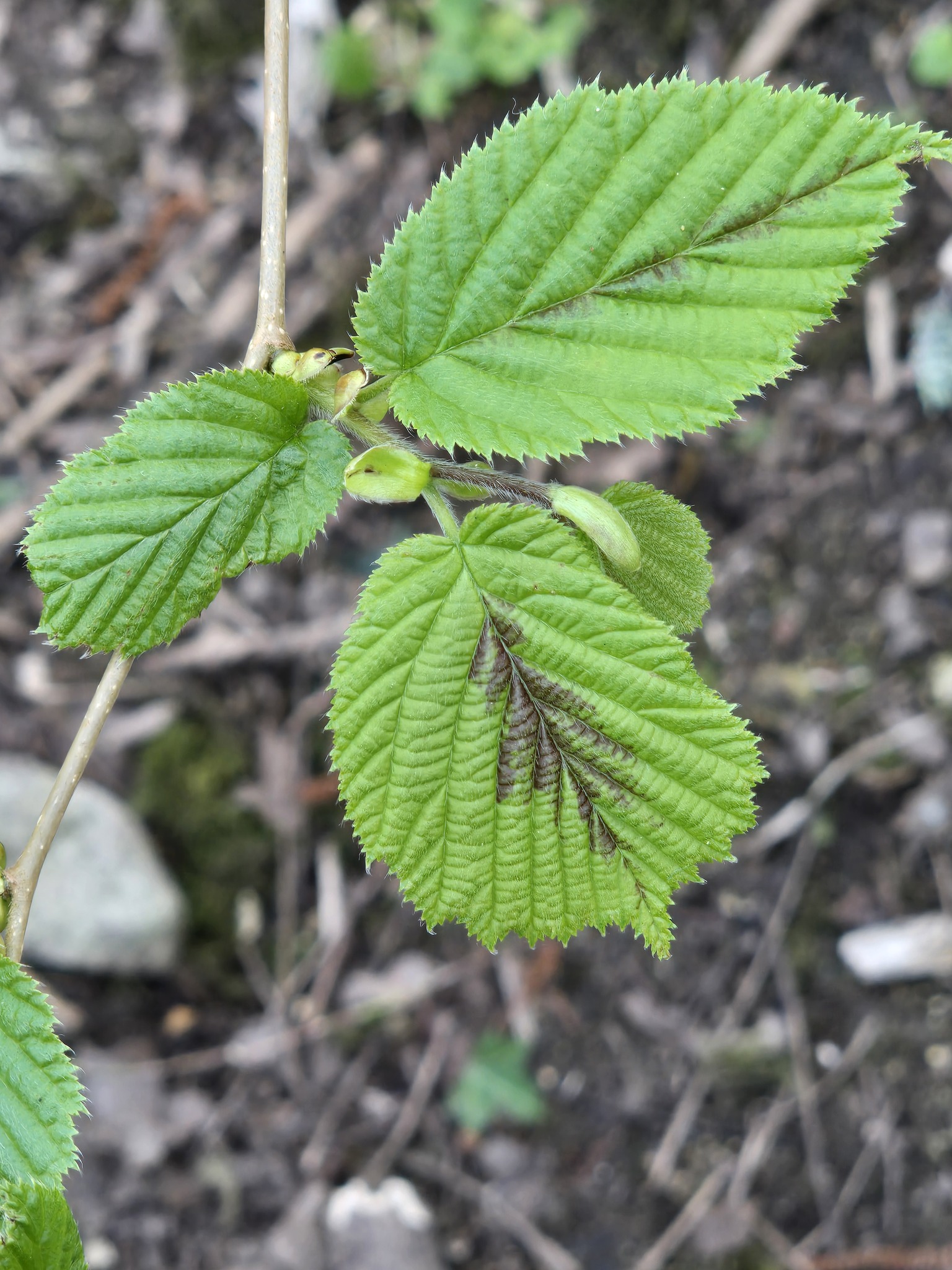 Common Hazel (Corylus avellana)