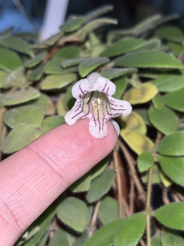 Aeschynanthus chiritoides