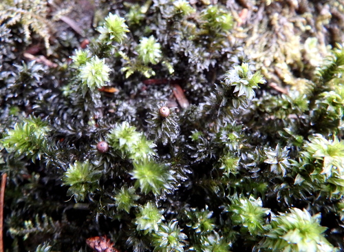 Scouleria