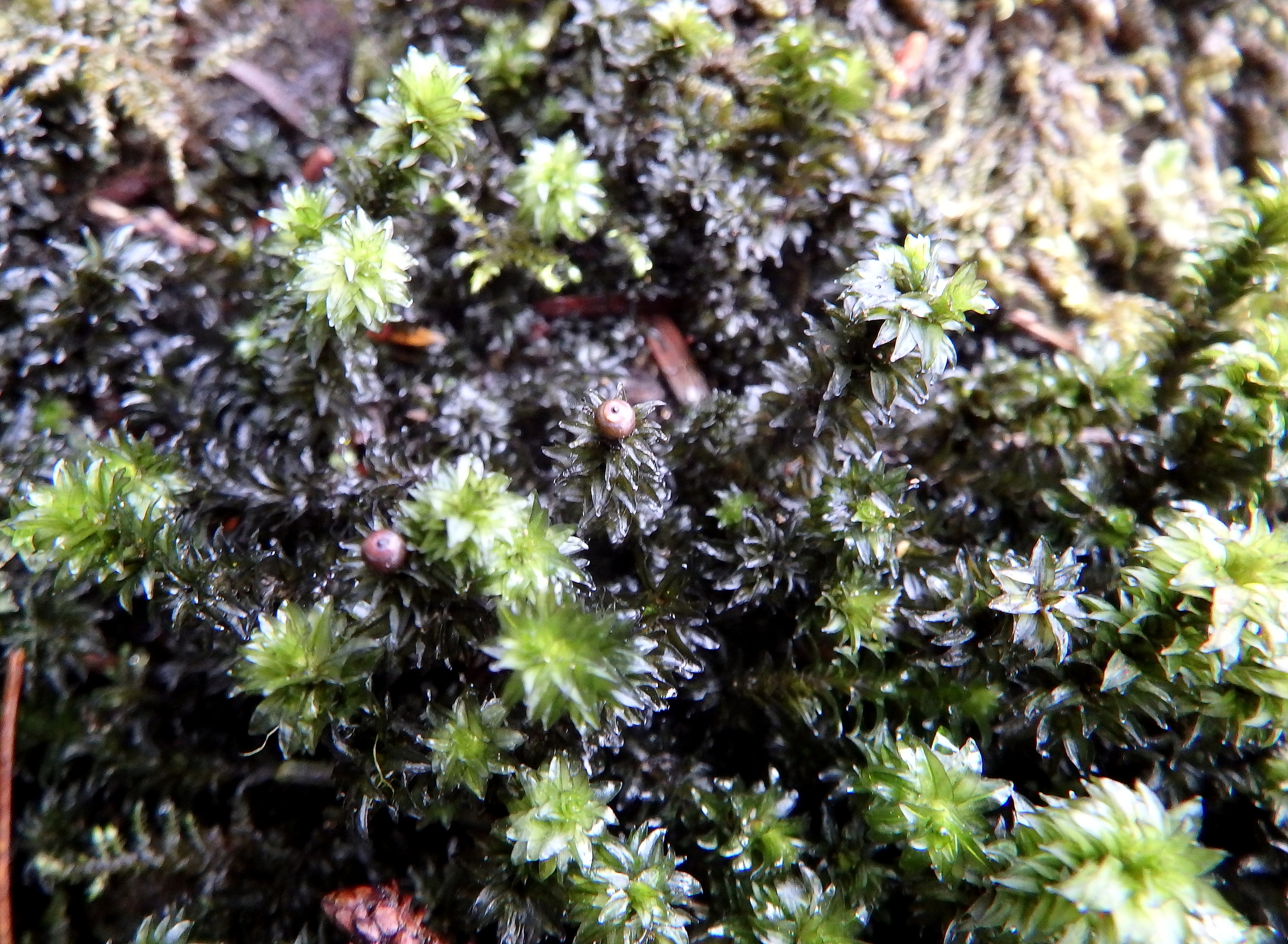 Scouleria